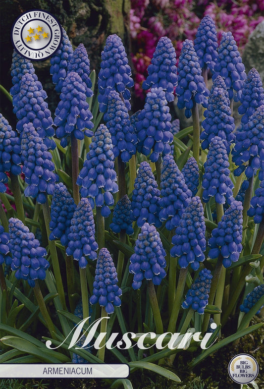 Muscari Armeniacum