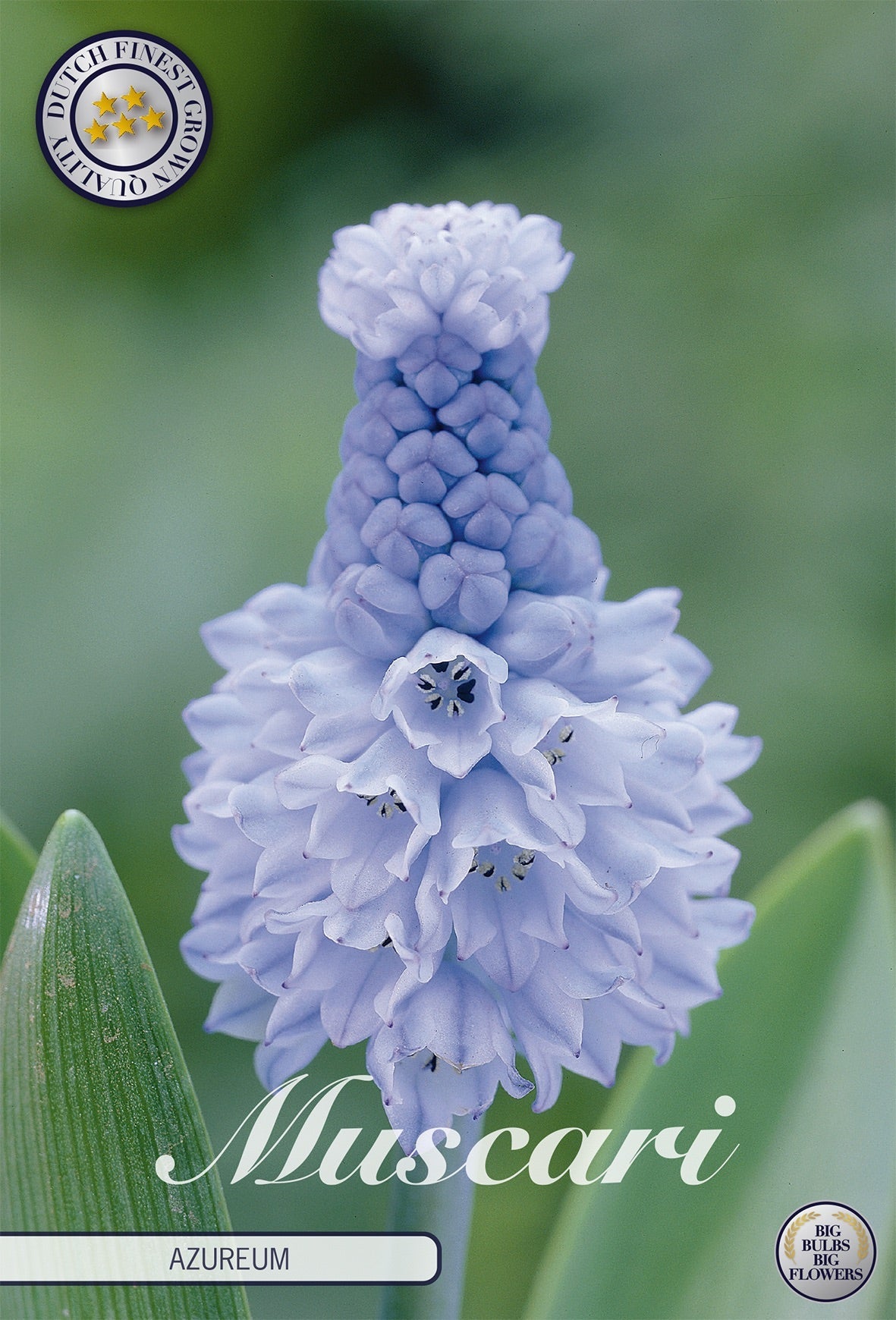 Muscari Azureum