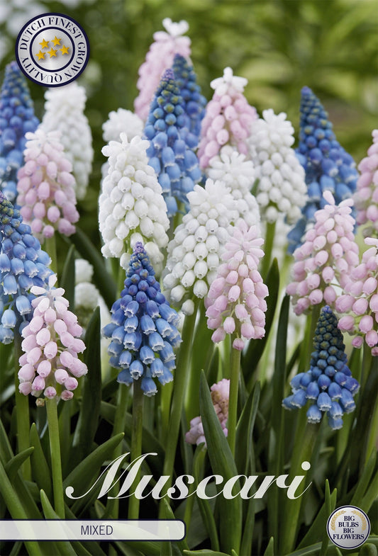 Muscari Mixed