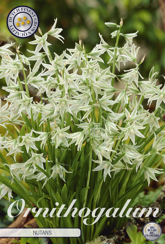Ornithogalum Nutans