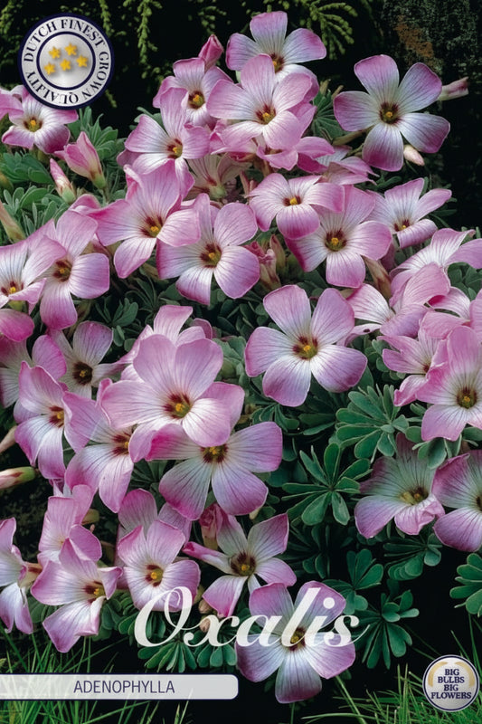 Oxalis Adenophylla
