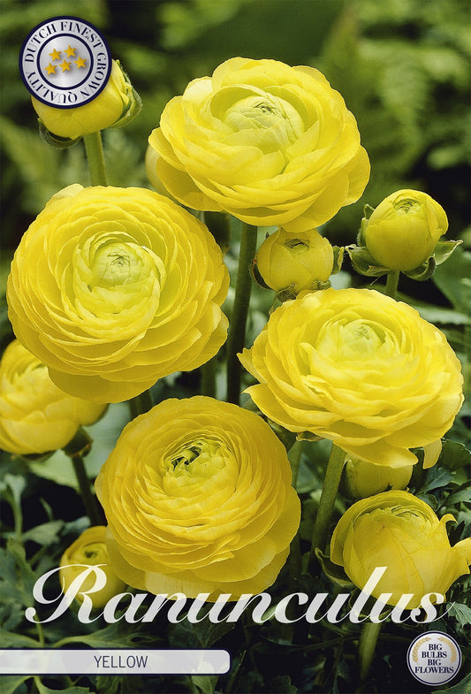Ranunculus Yellow
