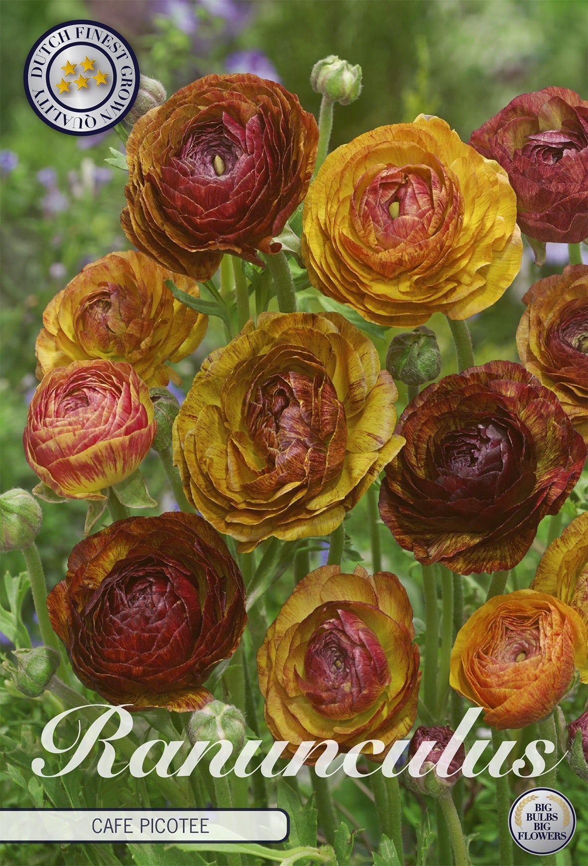Ranunculus Cafe Picotee