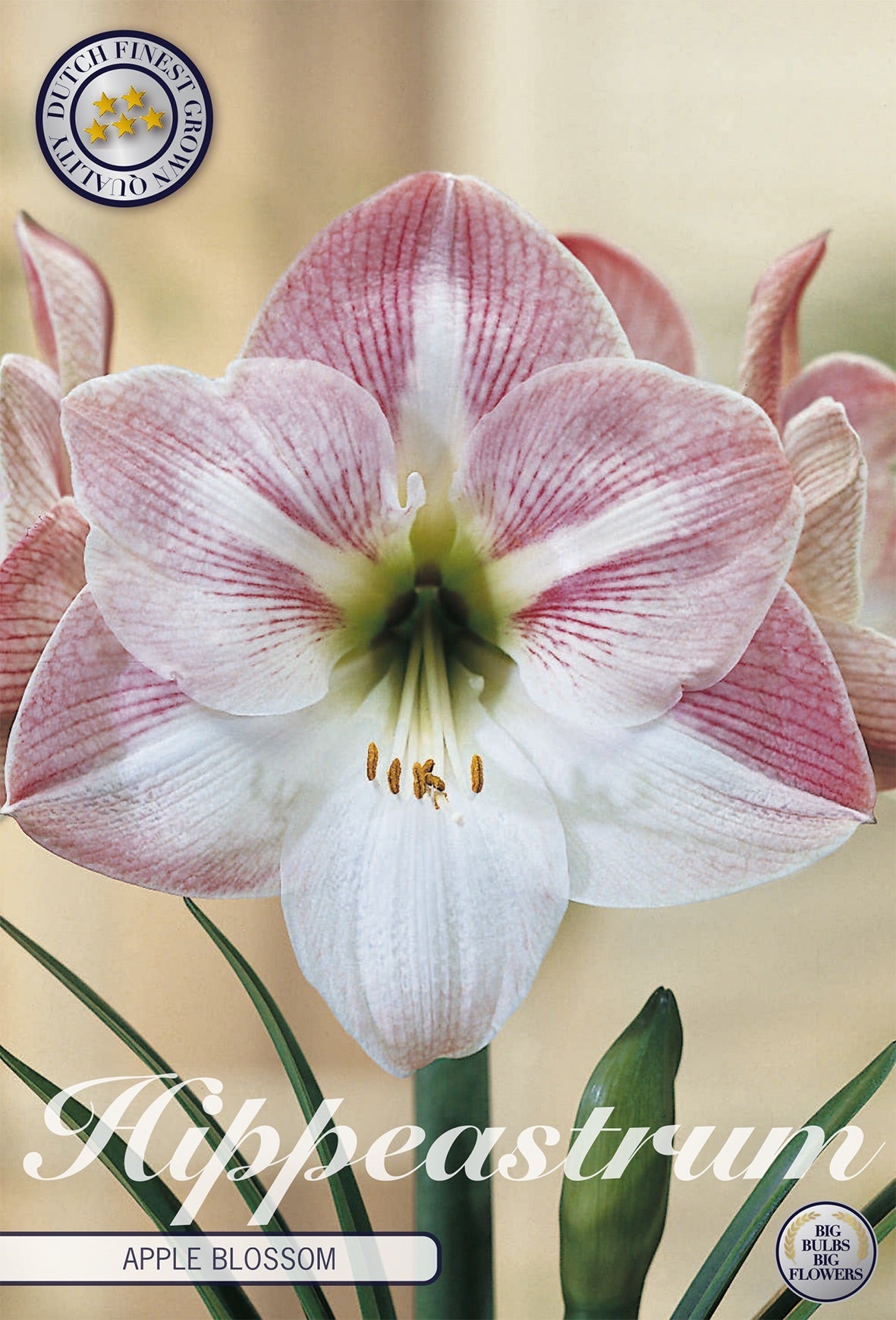Hippeastrum Apple Blossom