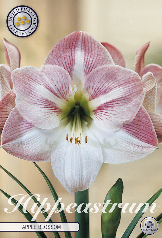 Hippeastrum Apple Blossom