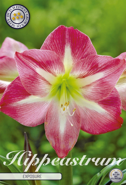 Hippeastrum Exposure