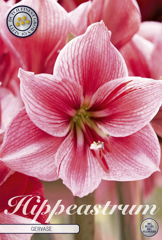 Hippeastrum Gervase