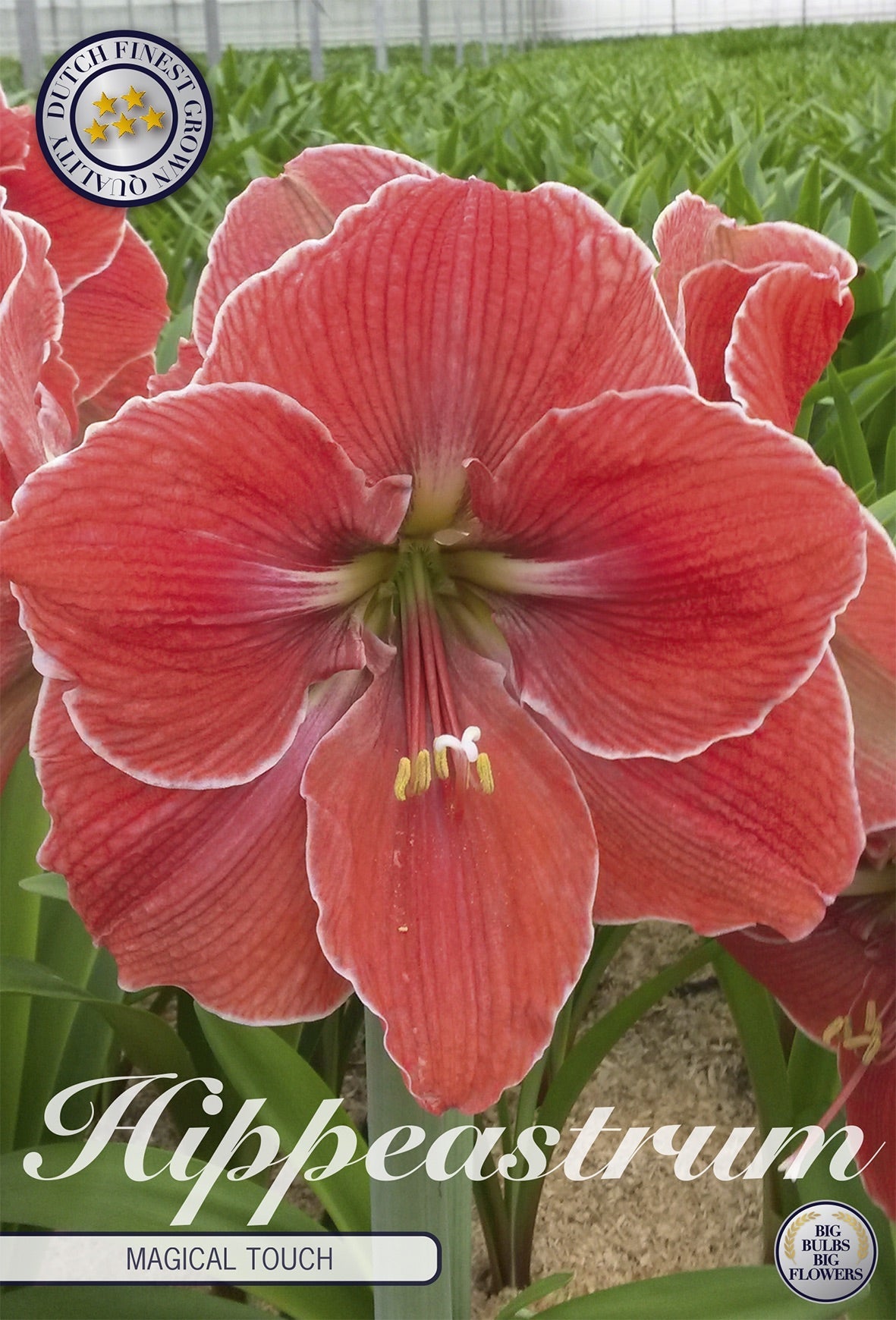 Hippeastrum Magical Touch