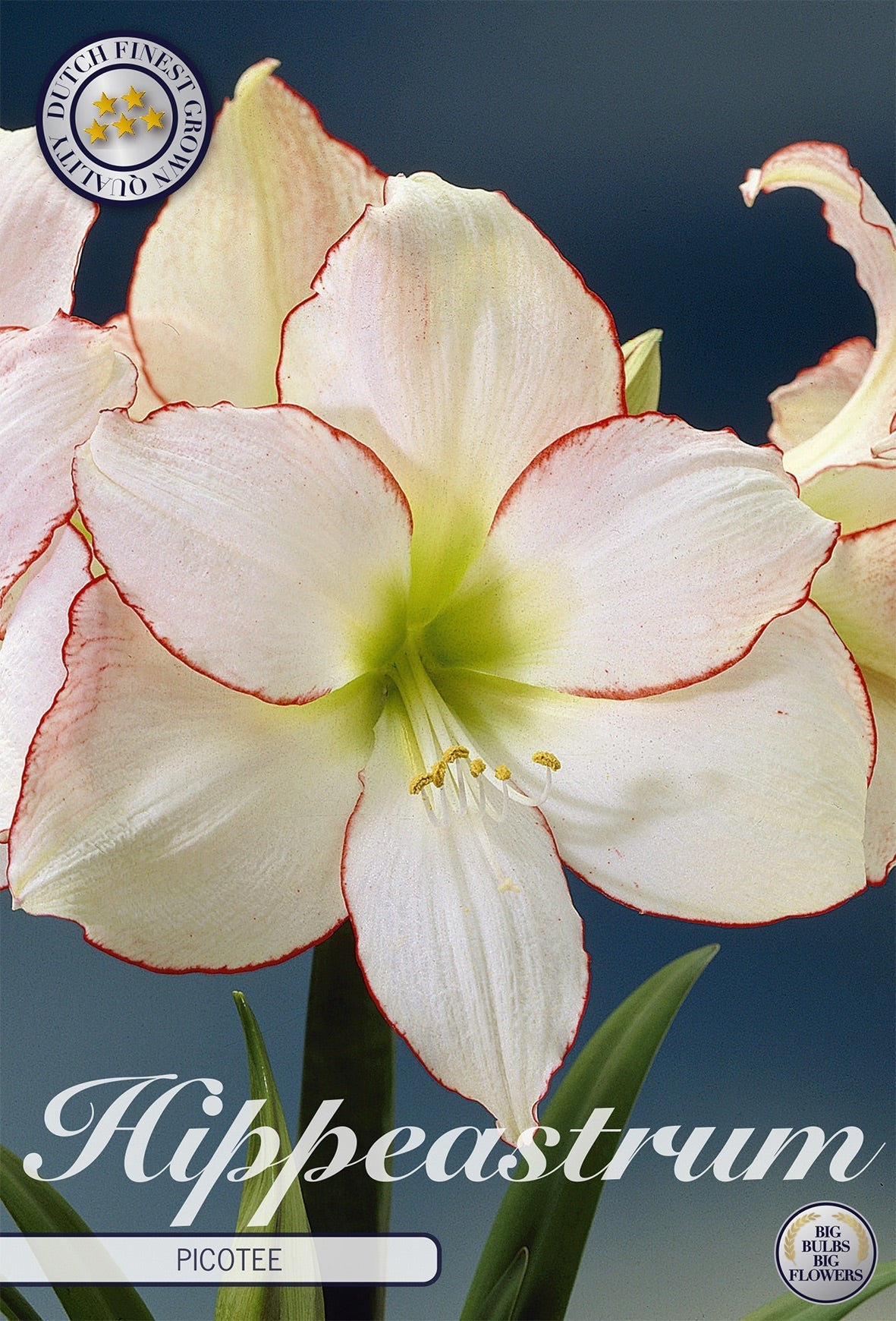 Hippeastrum Picotee