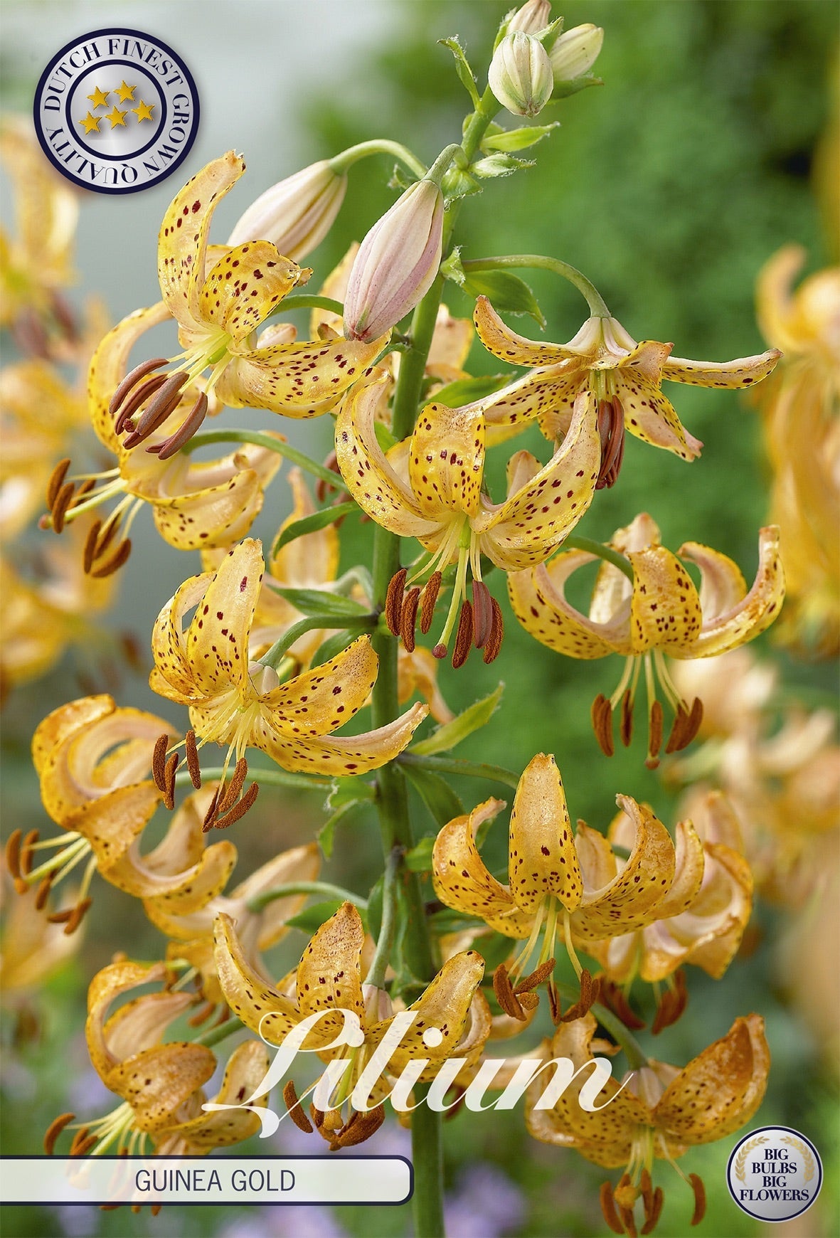 Lilium Guinea Gold