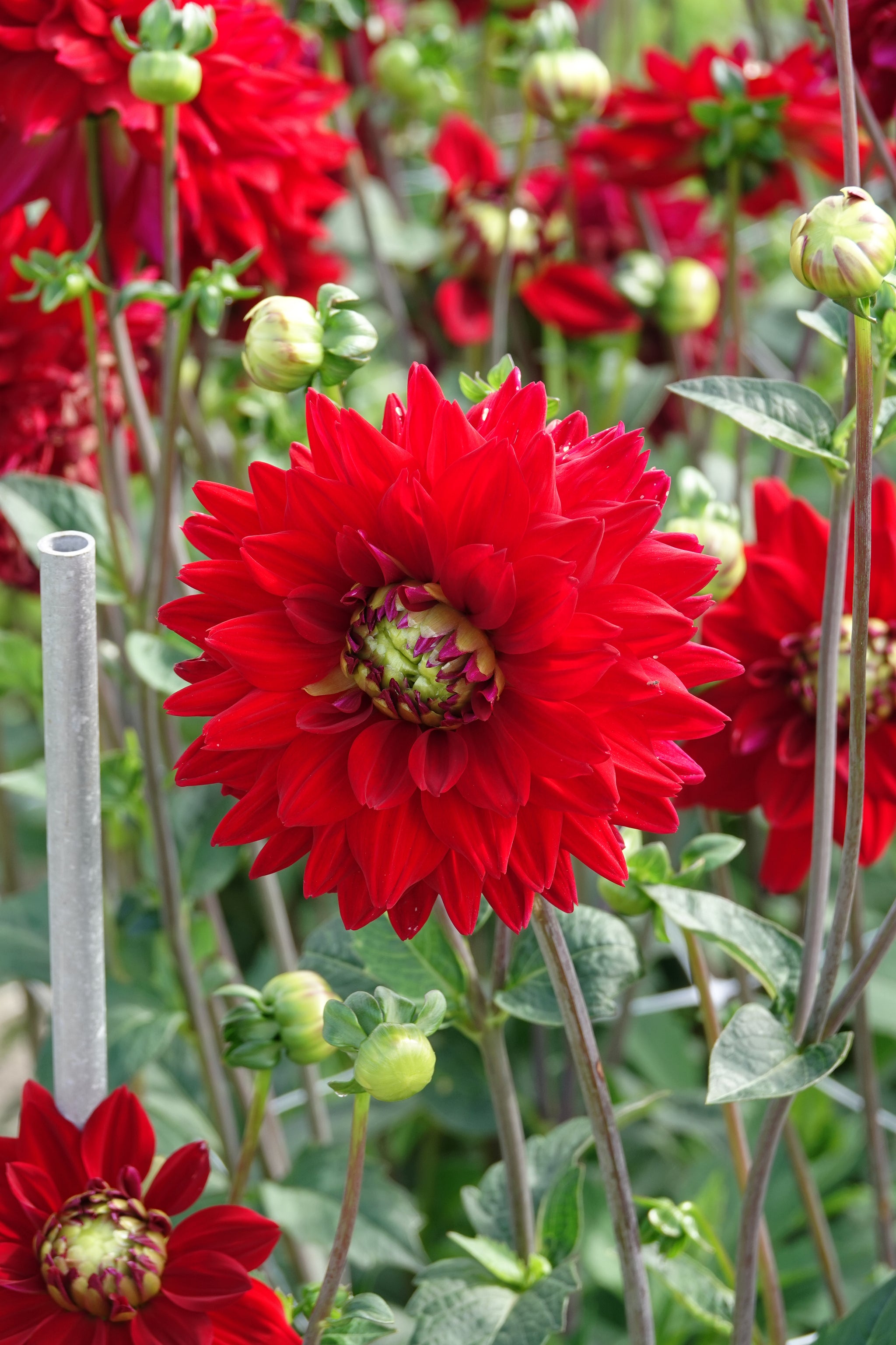 Dahlia All Directions