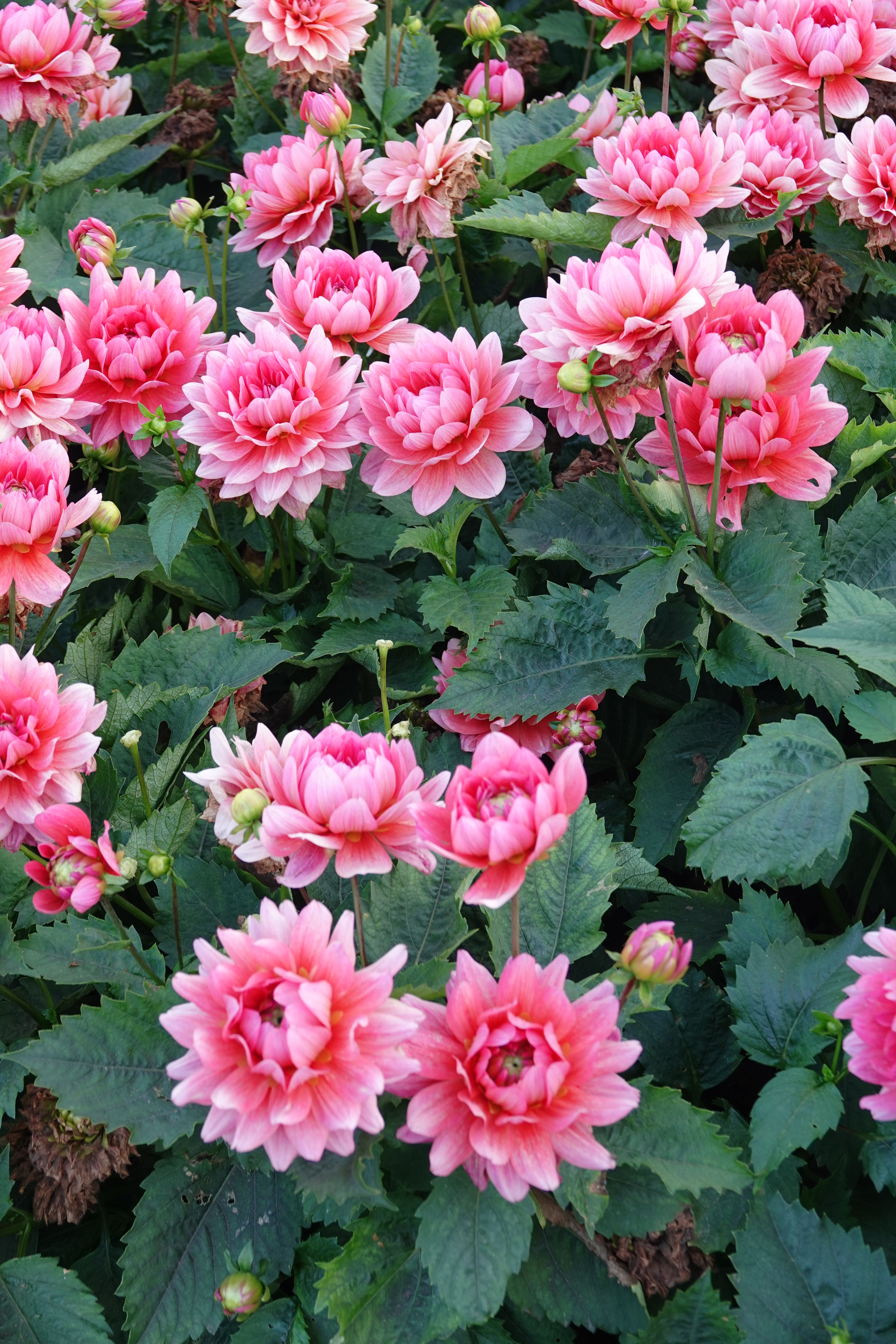 Dahlia Berliner Kleene