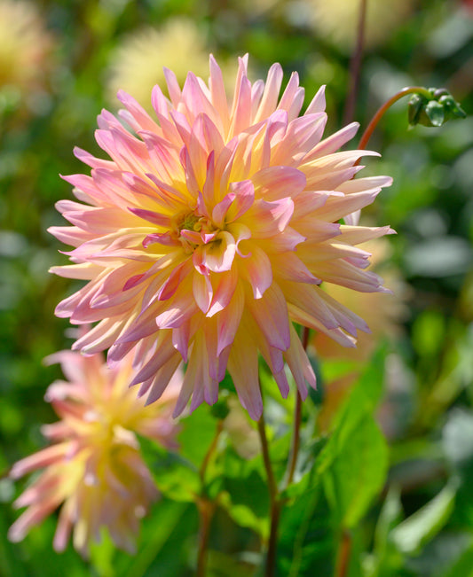 Dahlia Cabana Banana