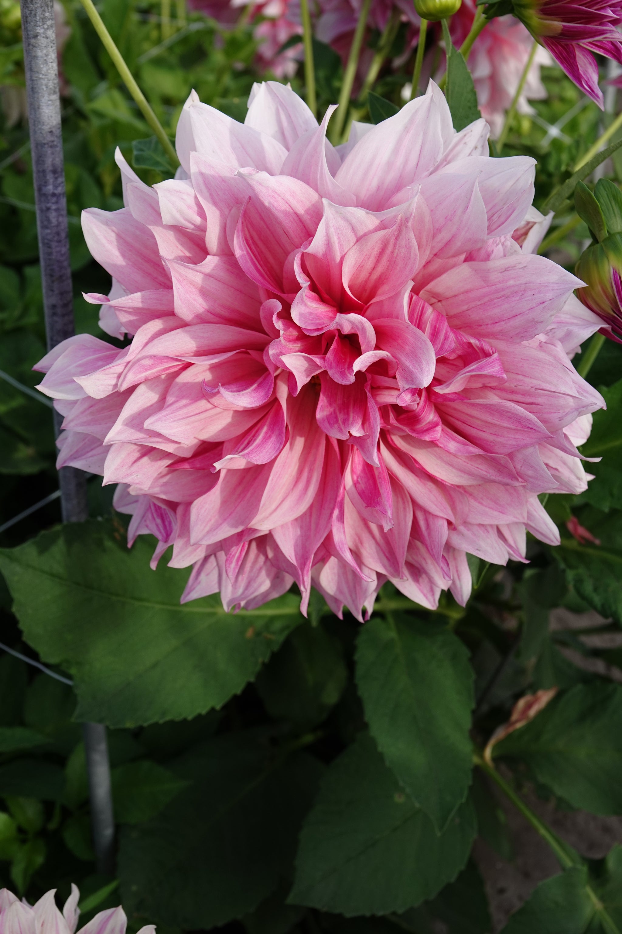 Dahlia Cafe au Lait Rose