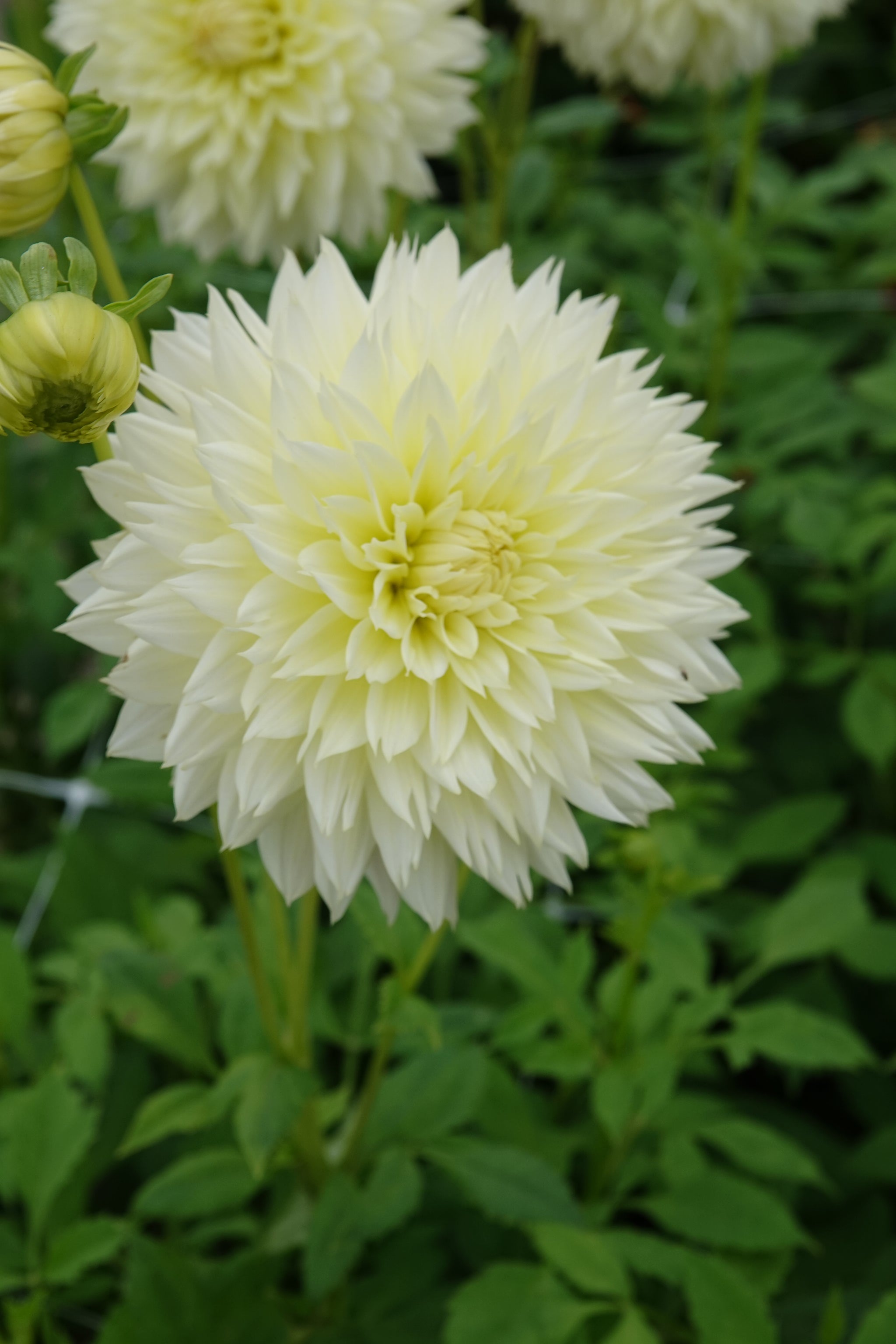 Dahlia Canary