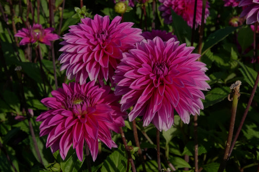 Dahlia Cartouche