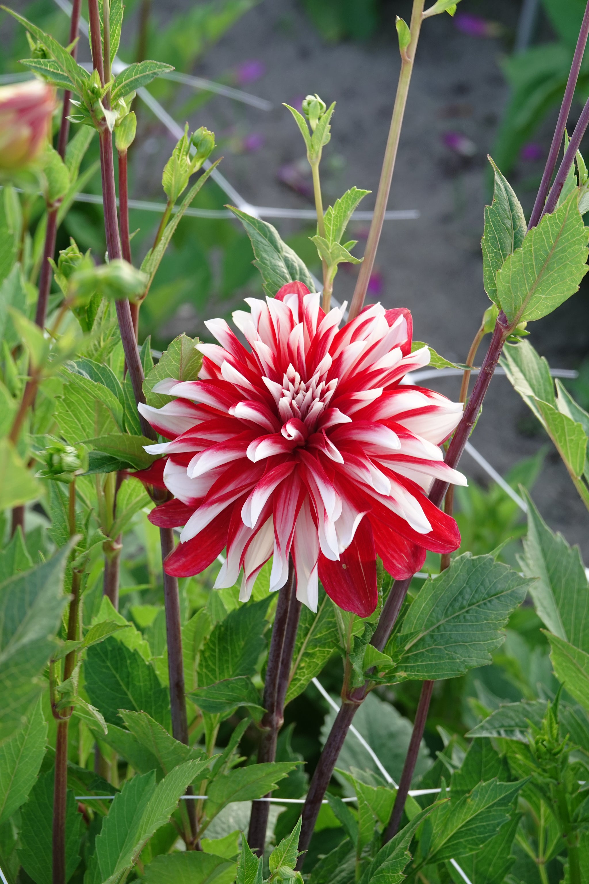Dahlia Checkers