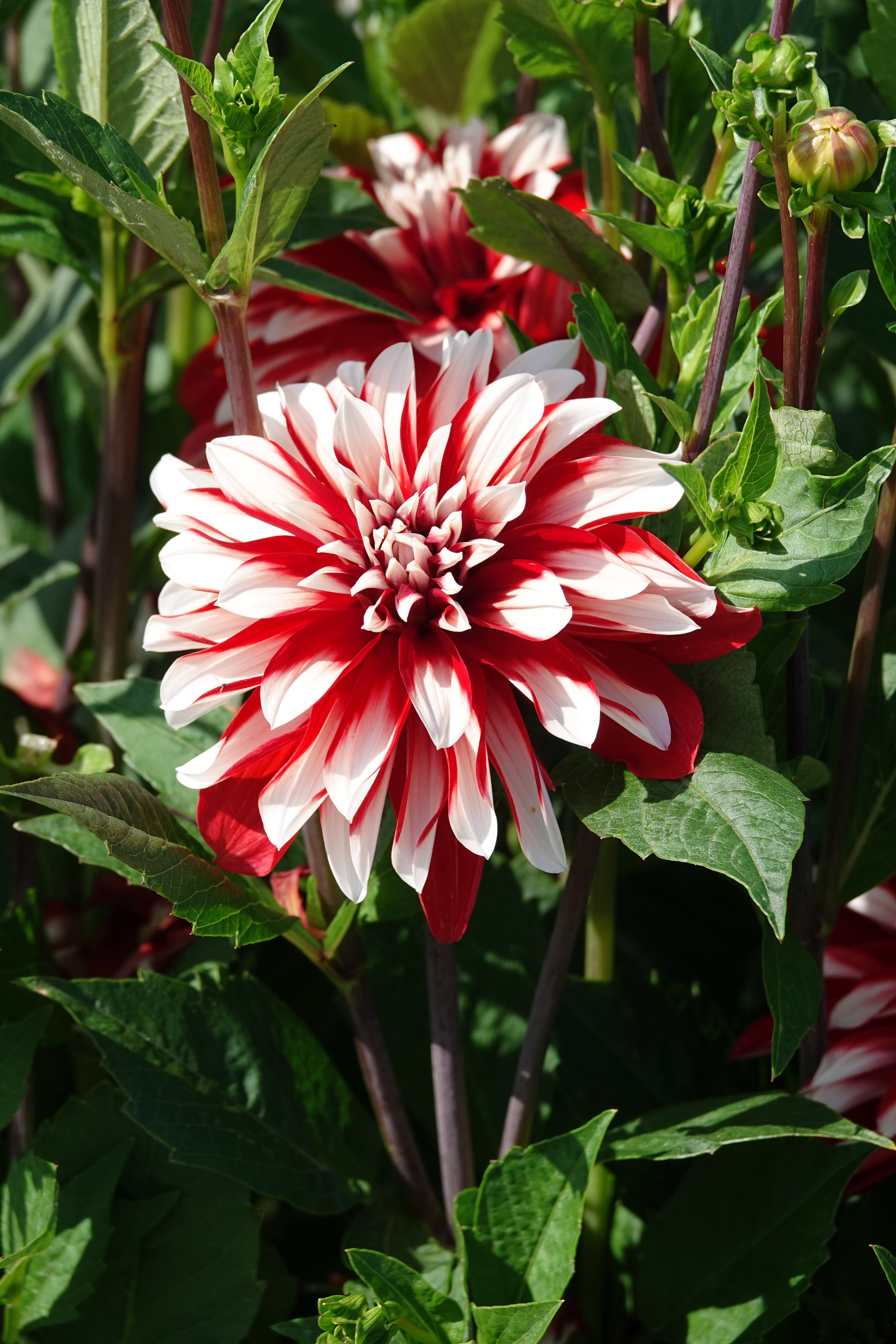 Dahlia Checkers