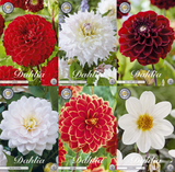 Collectie Klassieke Romantiek