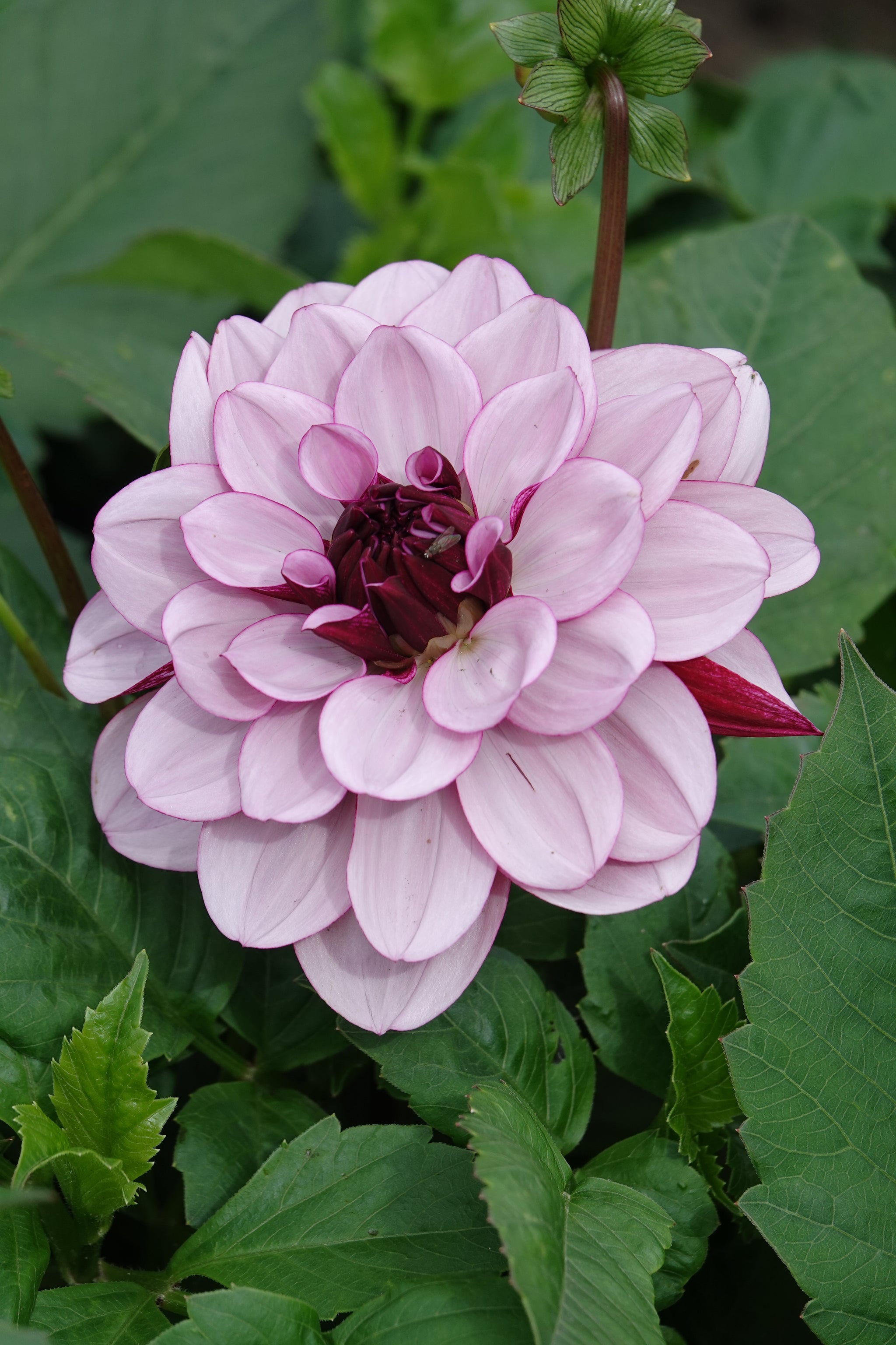 Dahlia Creme de Cassis
