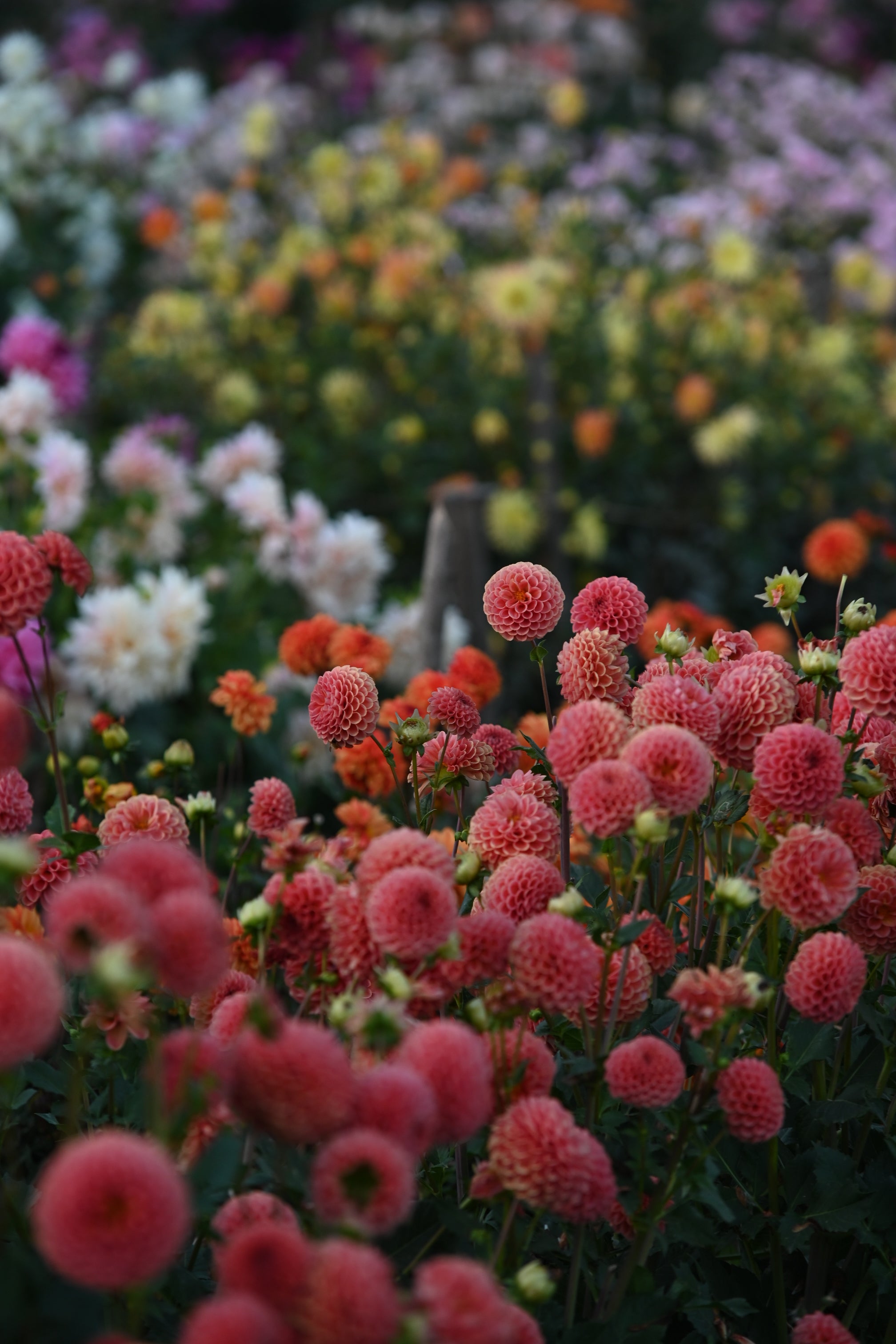 Stel je zomertuin samen