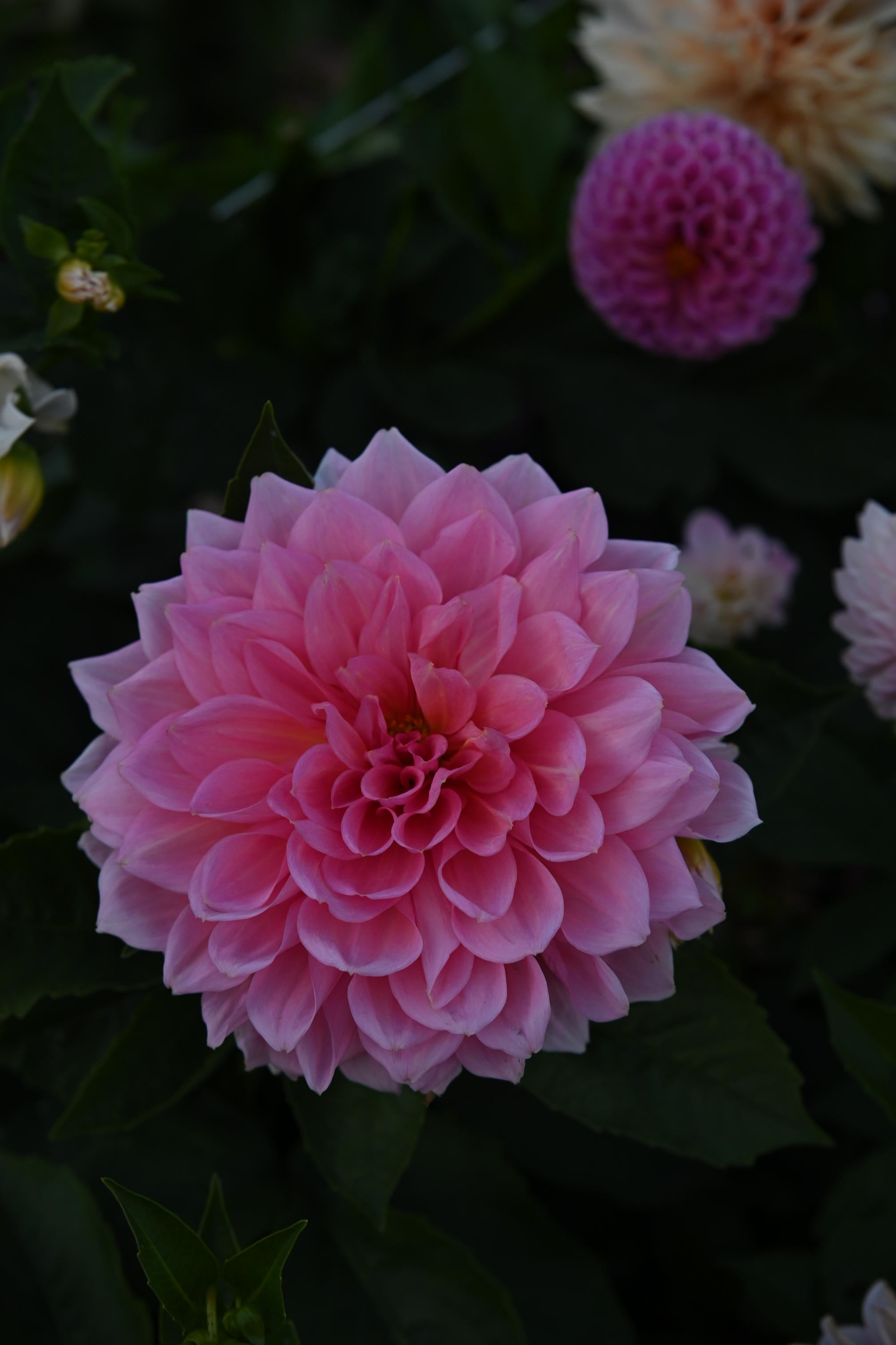 Dahlia Islander