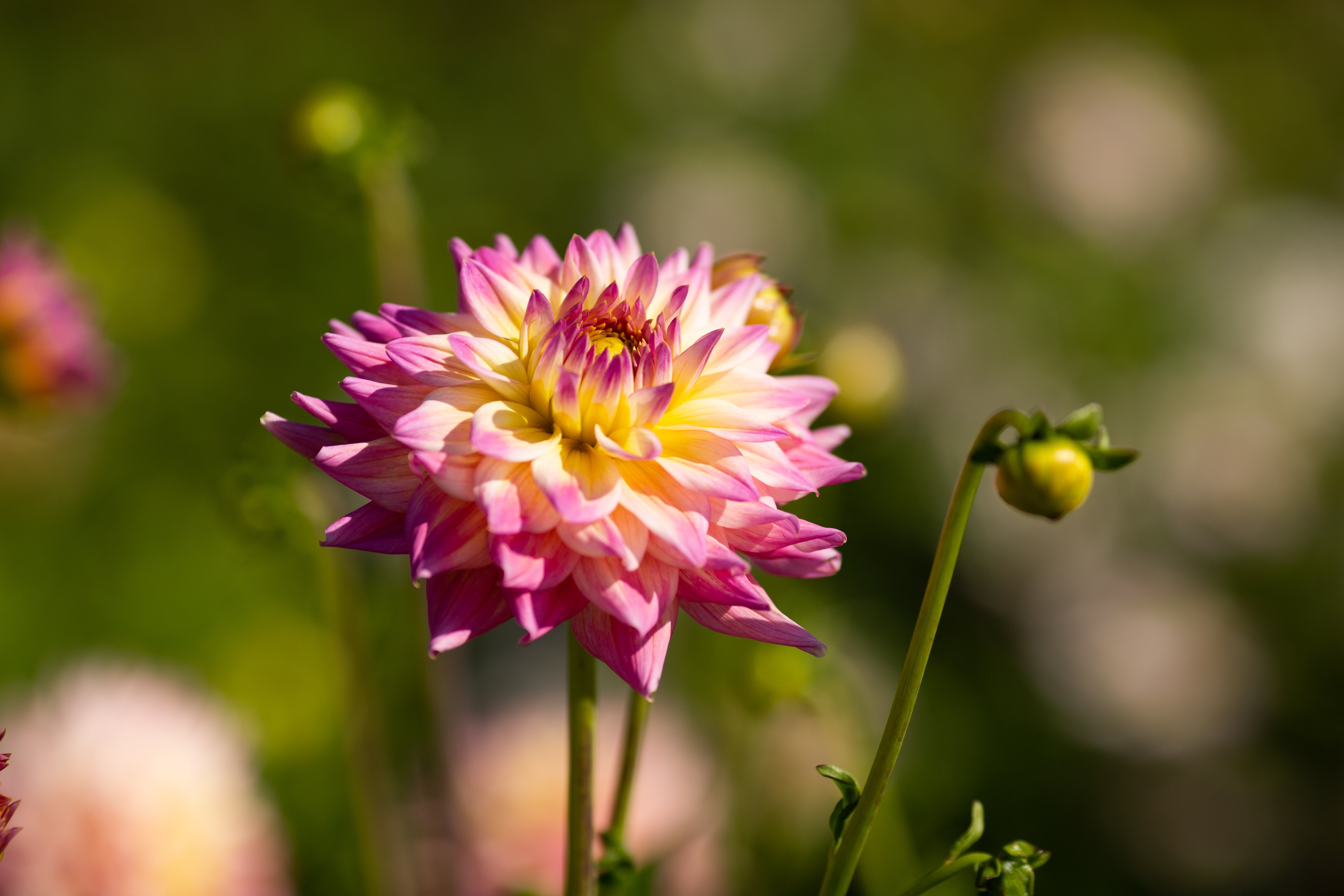 Dahlia Romantique