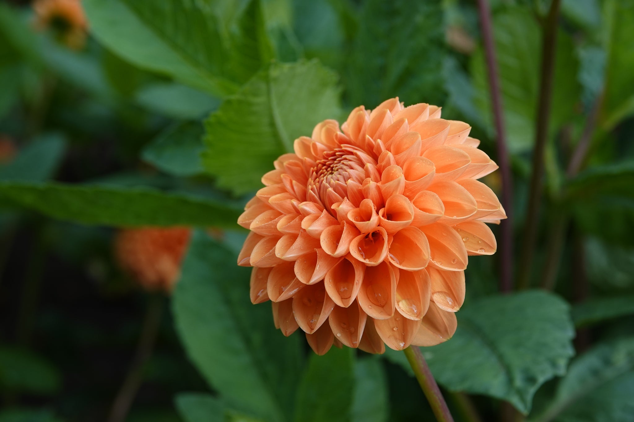 Dahlia Sylvia