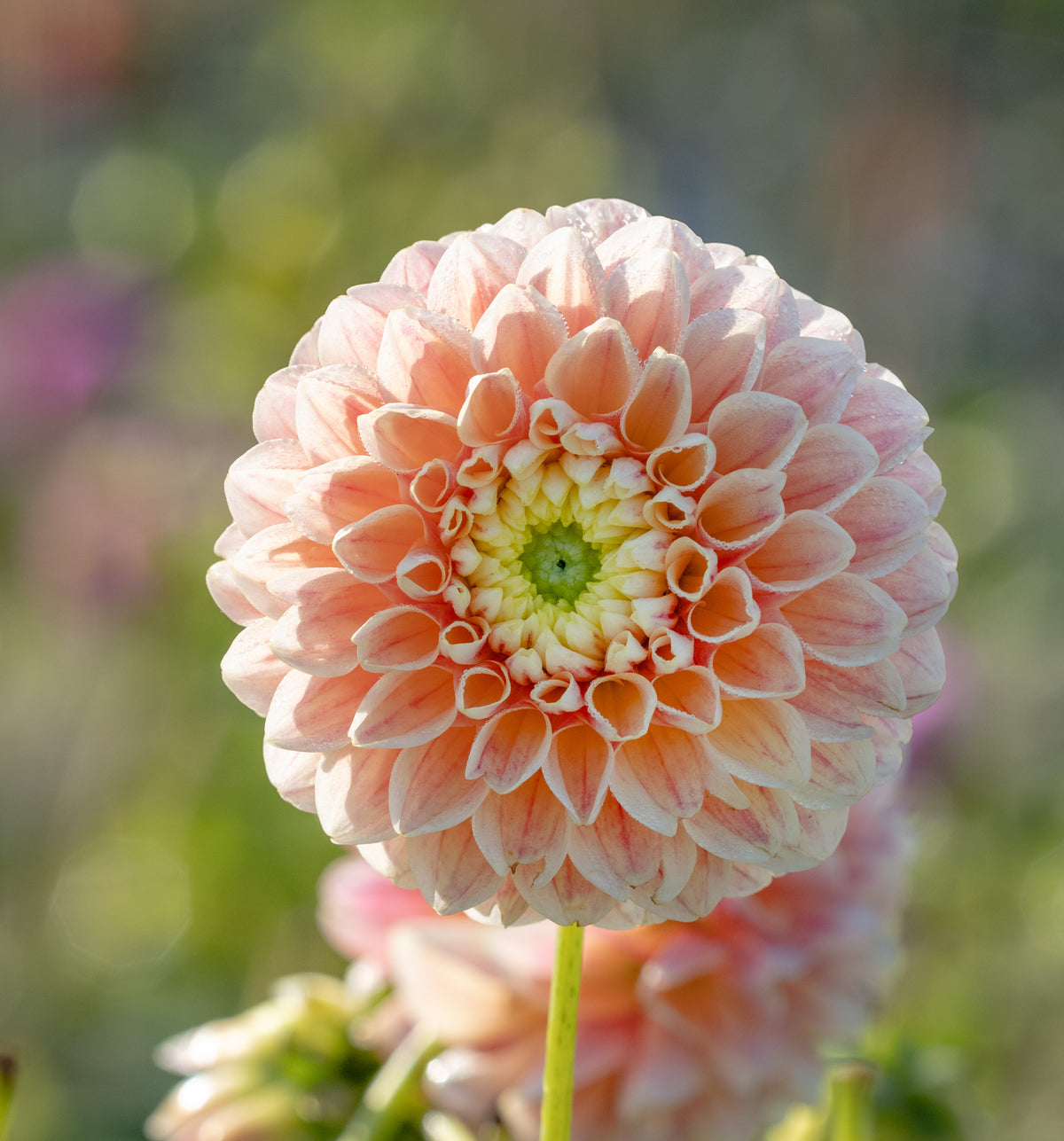 Dahlia Sweet Suzanne