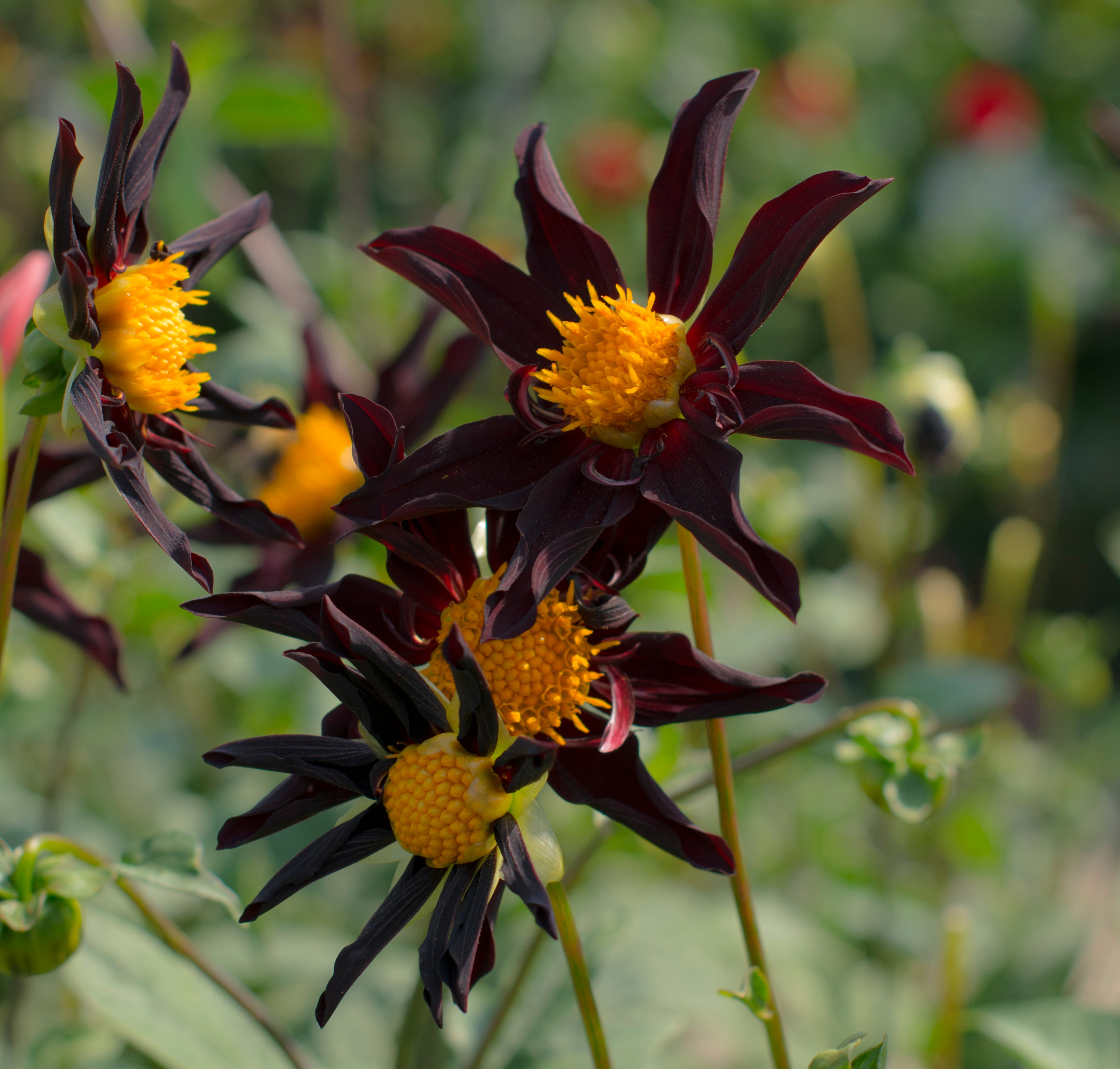 Dahlia Verrones Obsidian