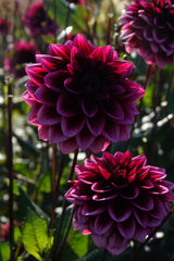 Dahlia Davina Michelle