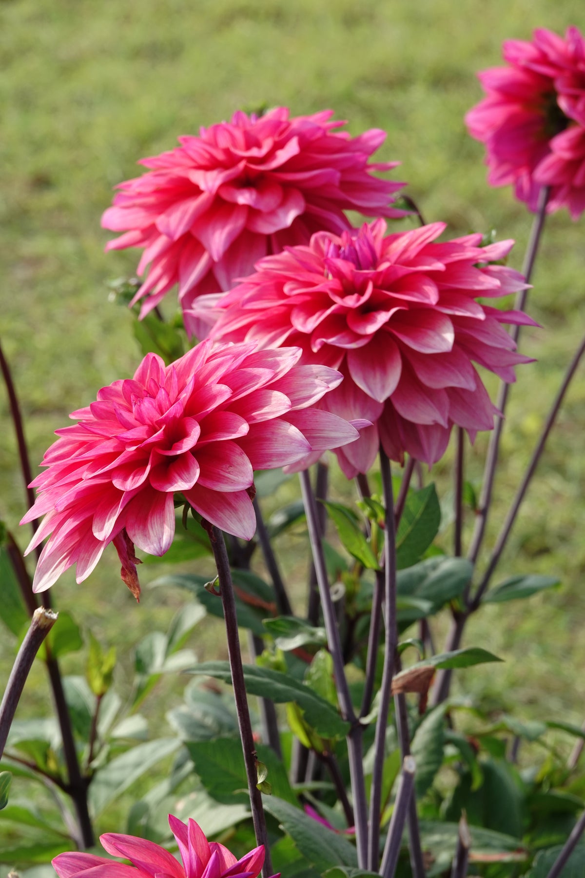 Dahlia Feline Yvonne