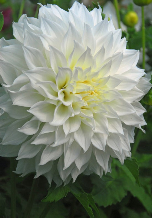 Dahlia Fleurel