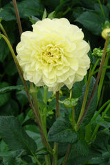 Dahlia Glorie Of Heemstede