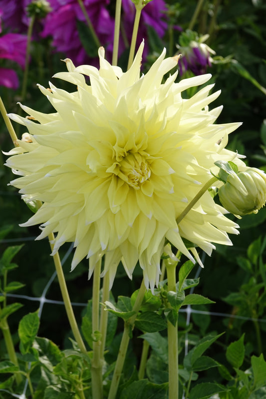 Dahlia Grand Prix