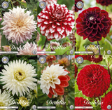 Collectie Growing Love