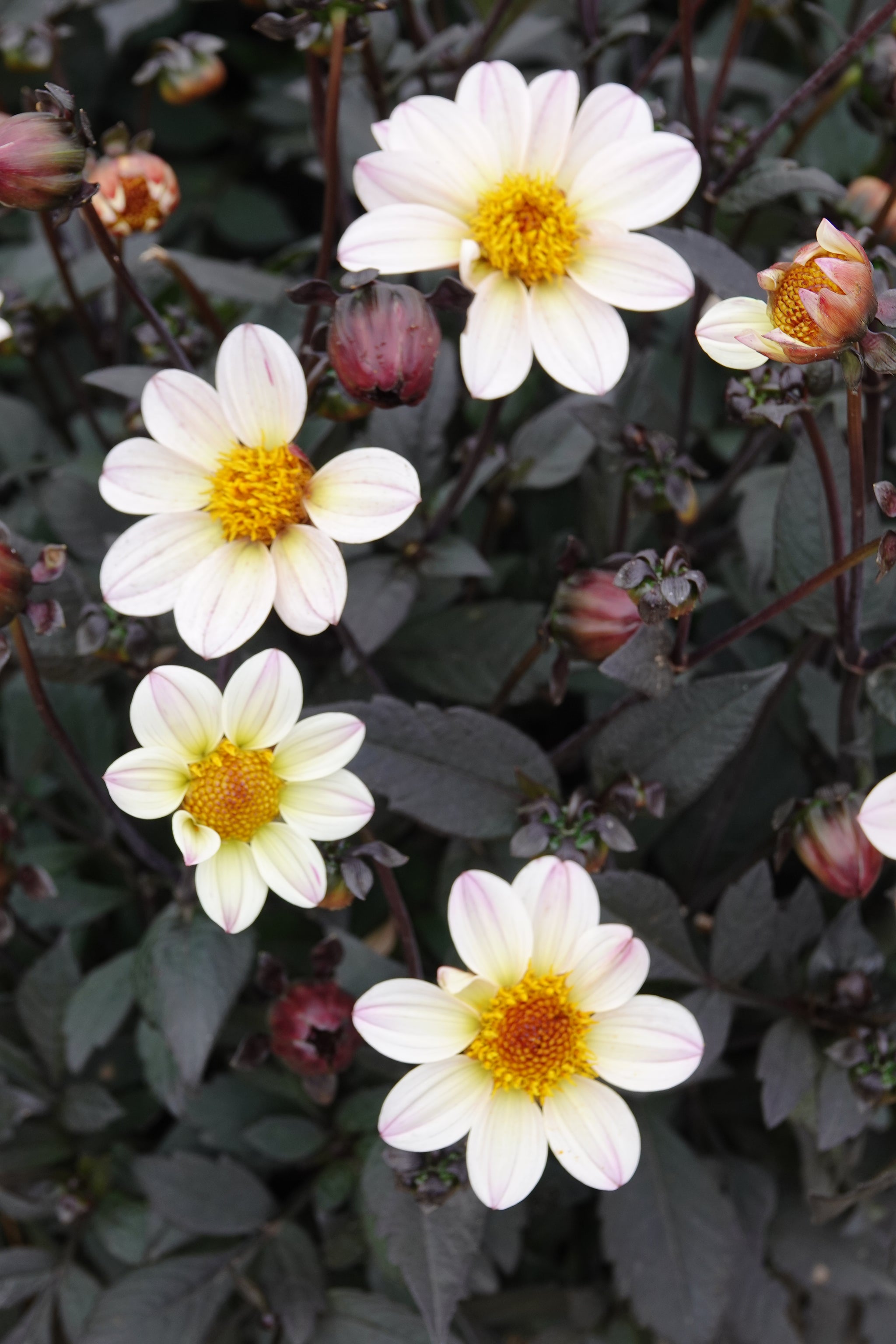 Dahlia White Cream