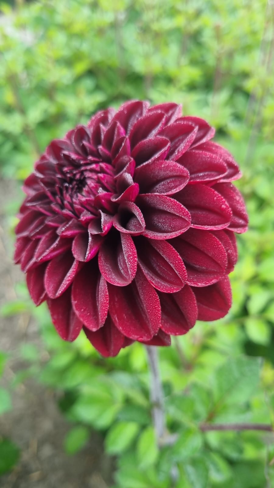 Dahlia Isas Darkness