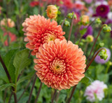 Dahlia Jowey Linda