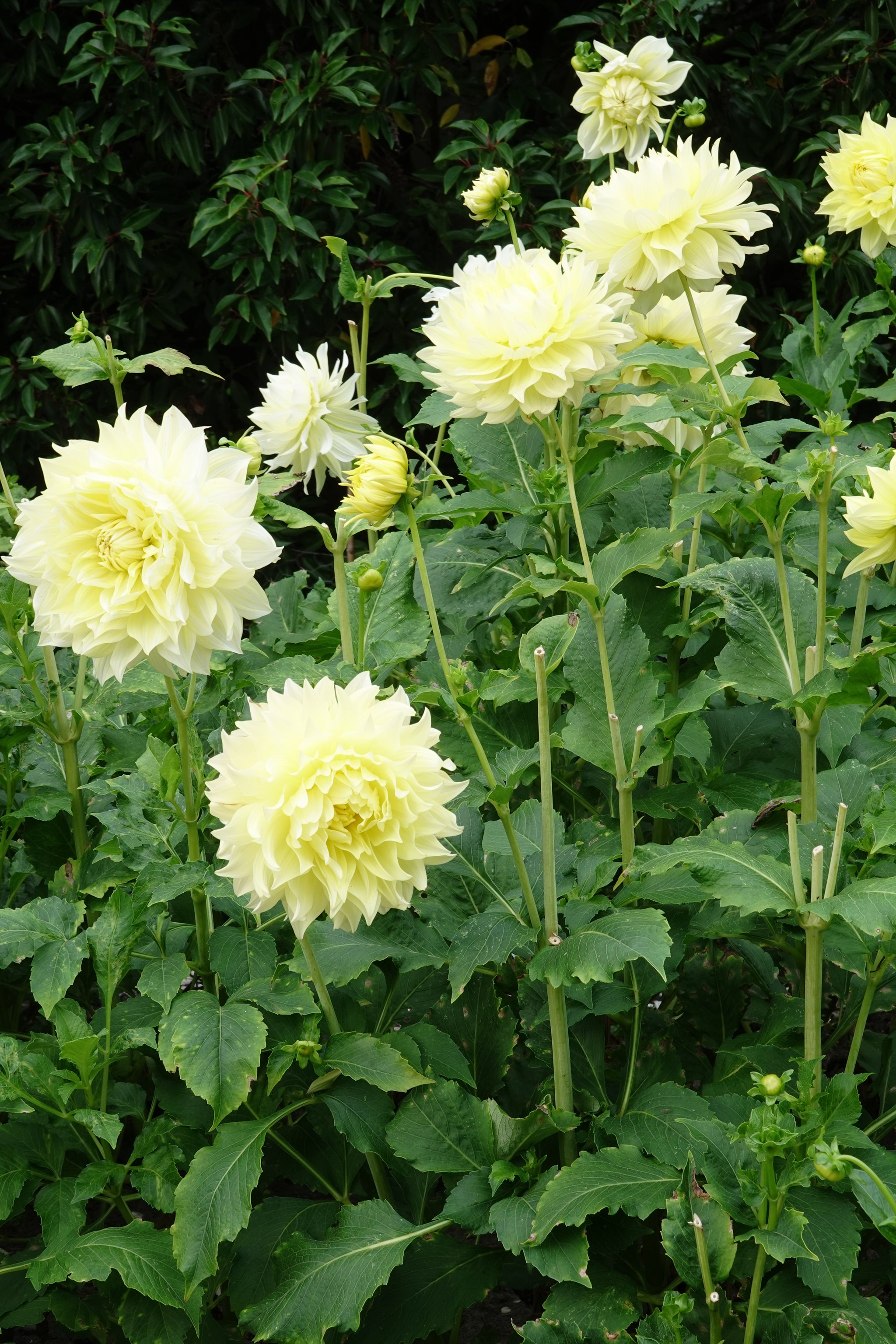 Dahlia Kelvin Floodlight