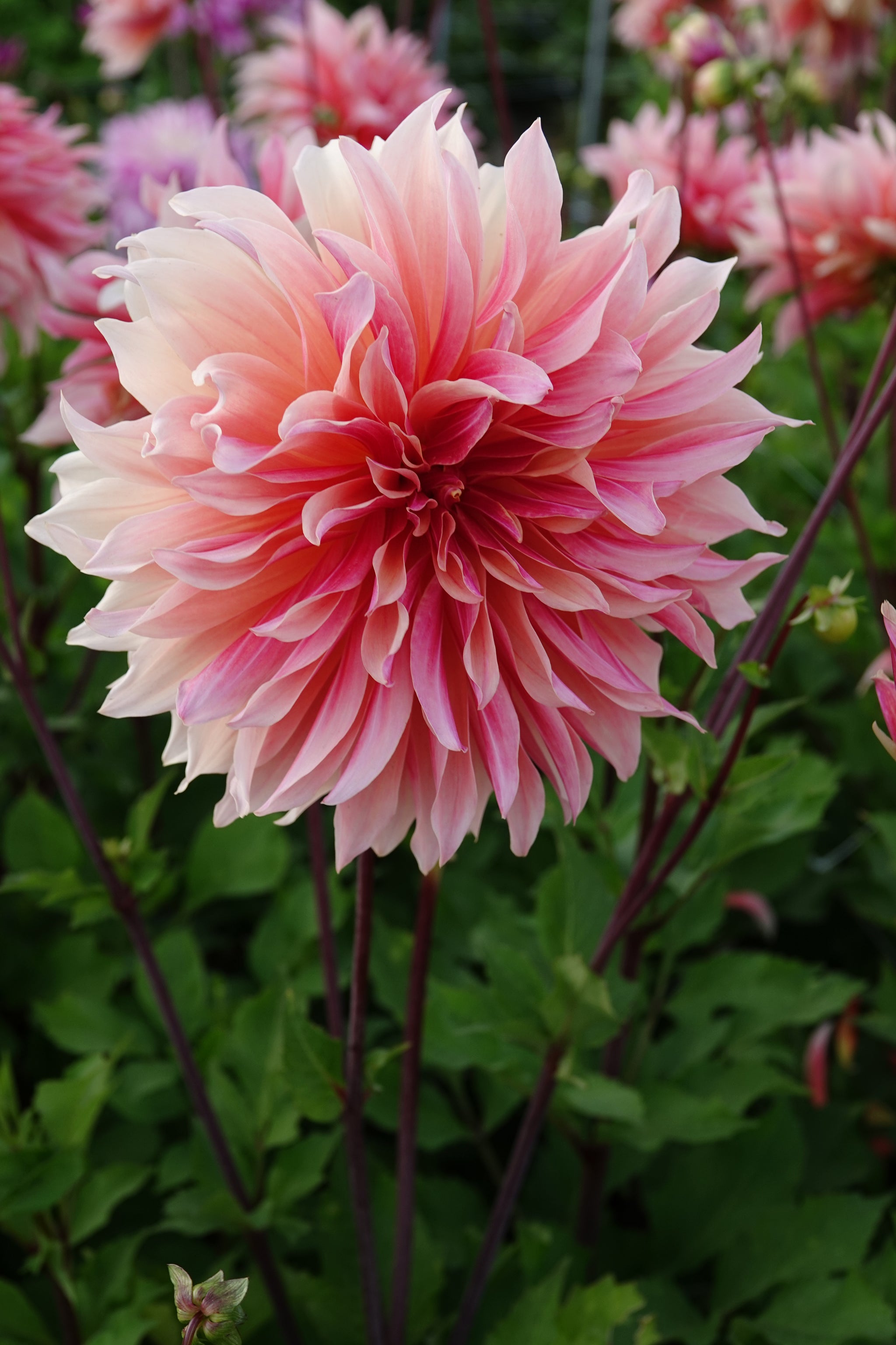 Dahlia Labyrinth
