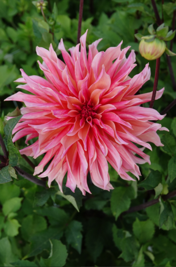 Dahlia Labyrinth