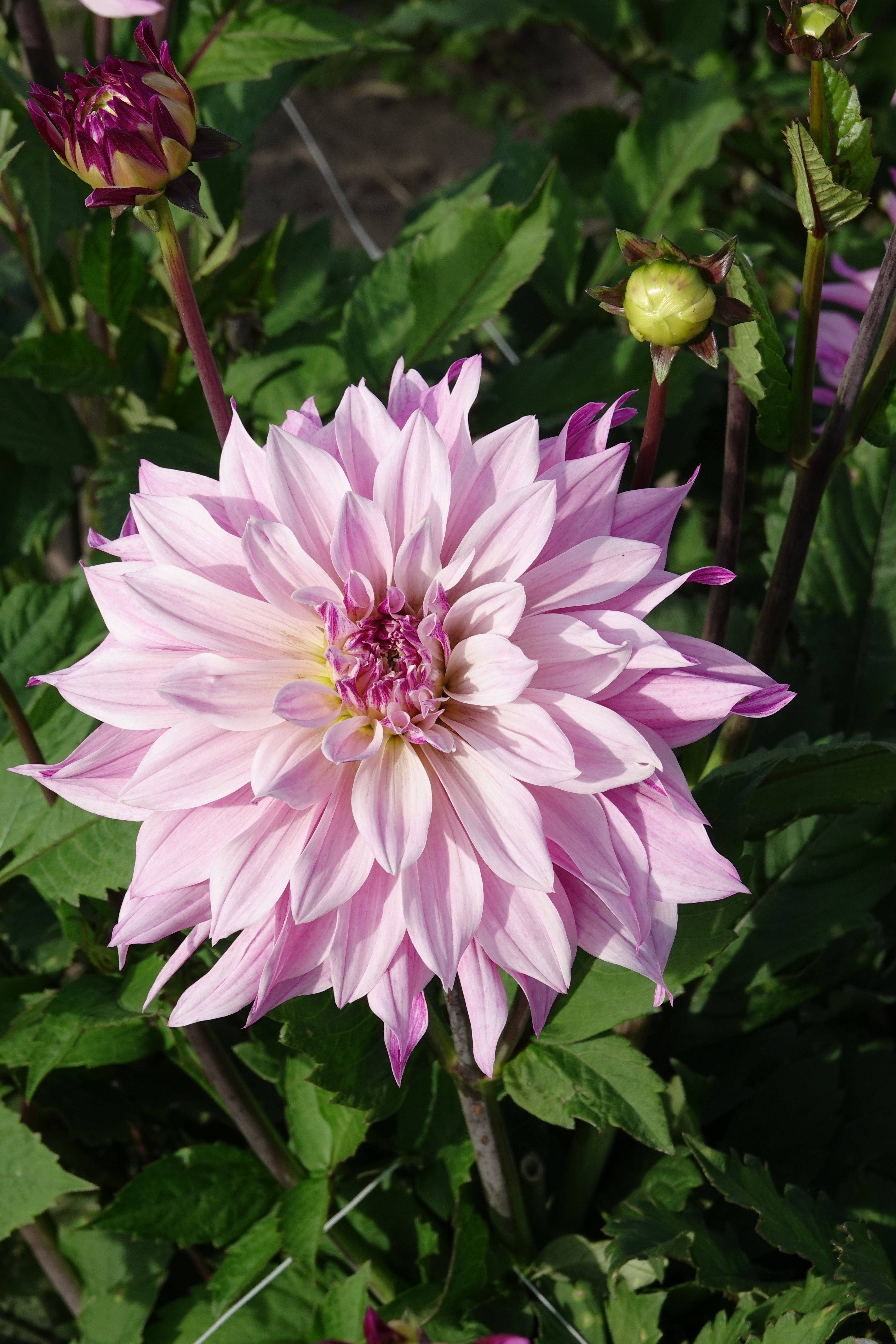 Dahlia Labyrinth Twotone