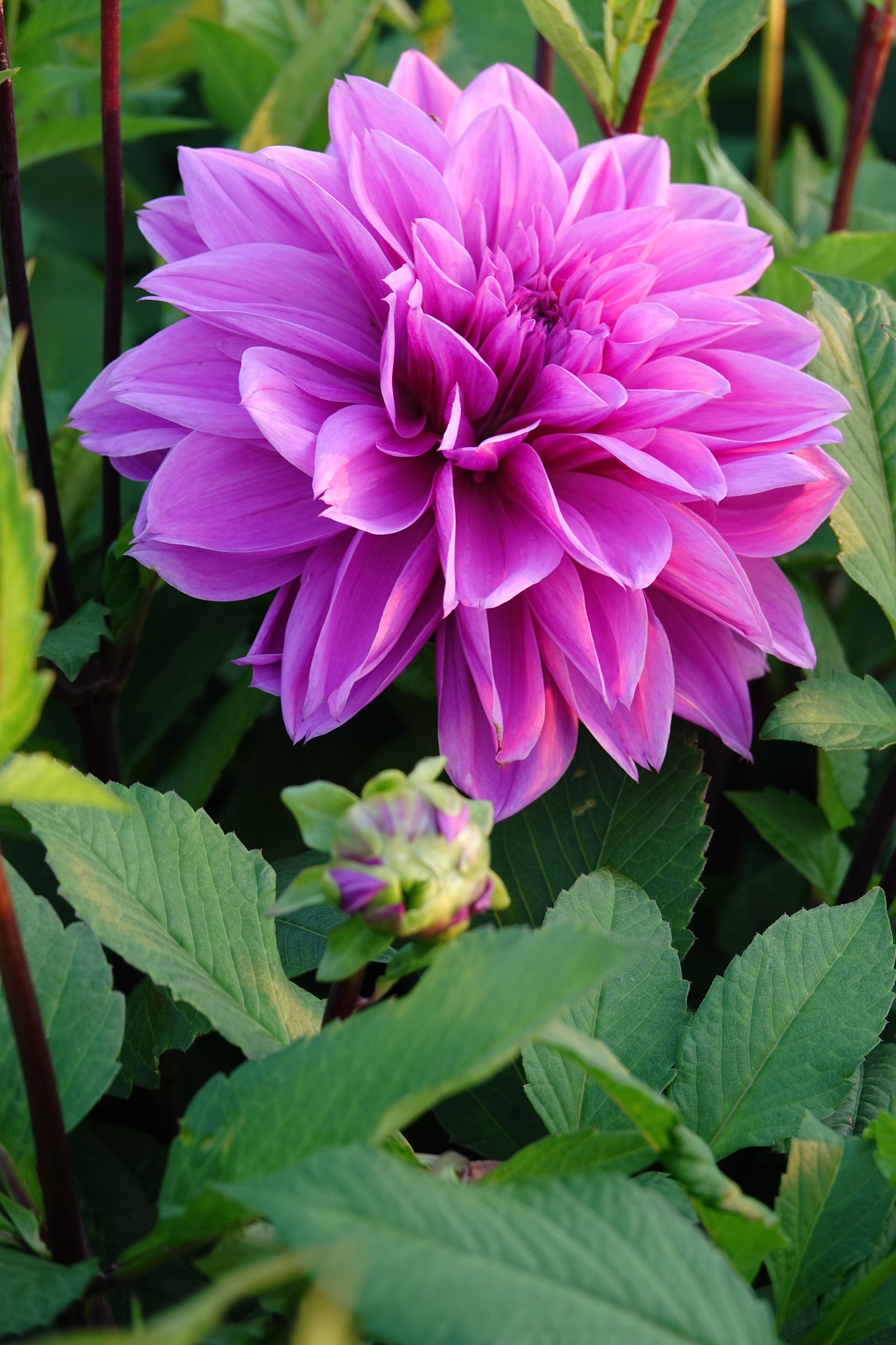 Dahlia Lilac Time