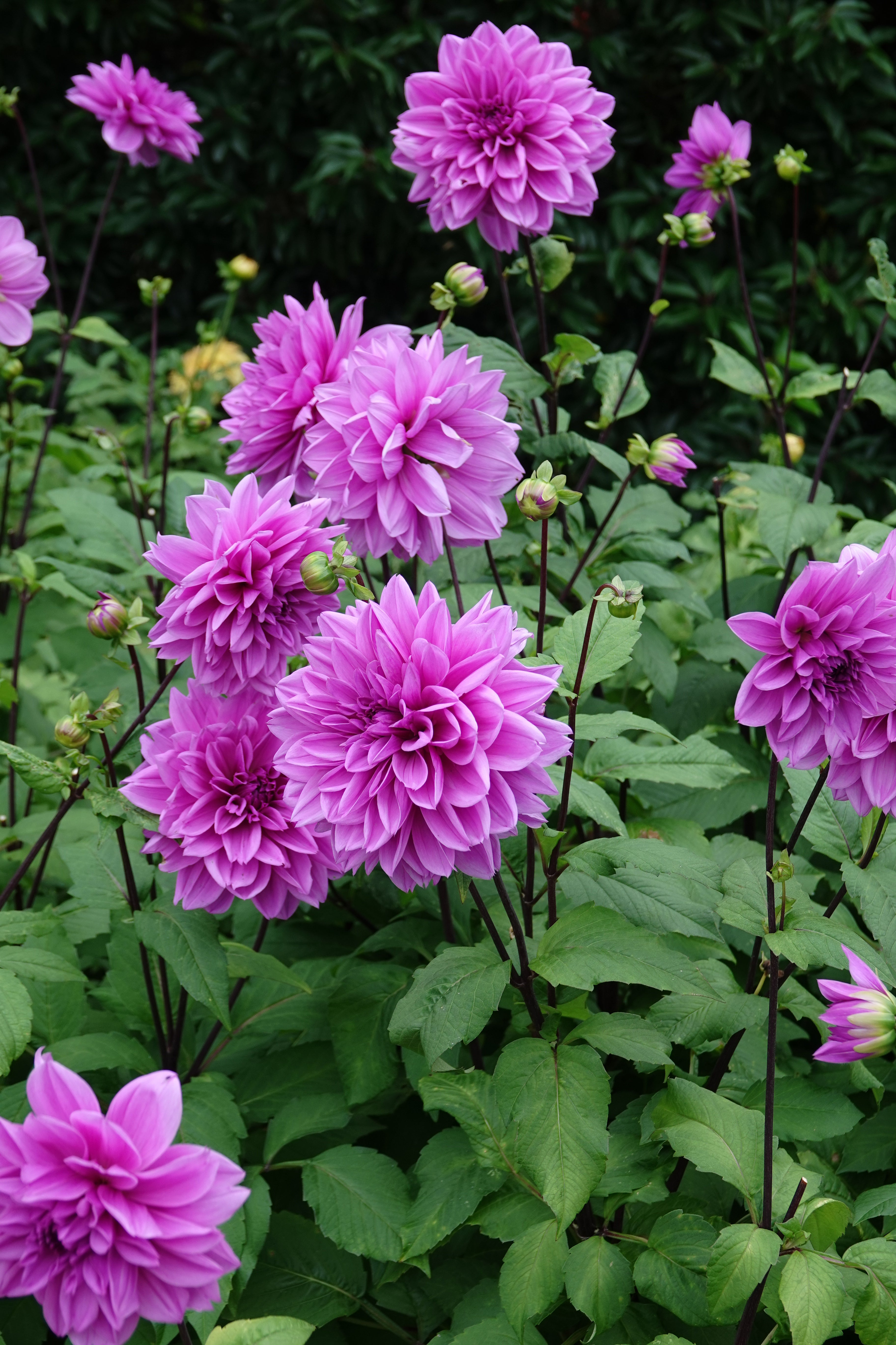 Dahlia Lilac Time