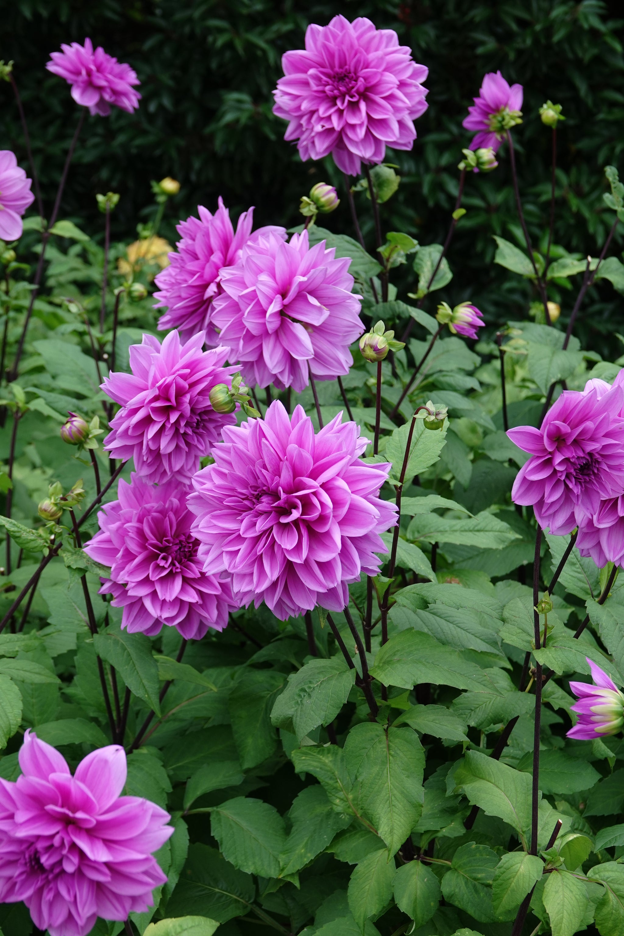Dahlia Lilac Time