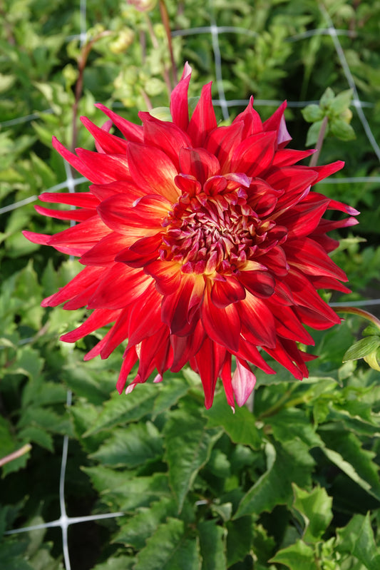 Dahlia Manhattan Island