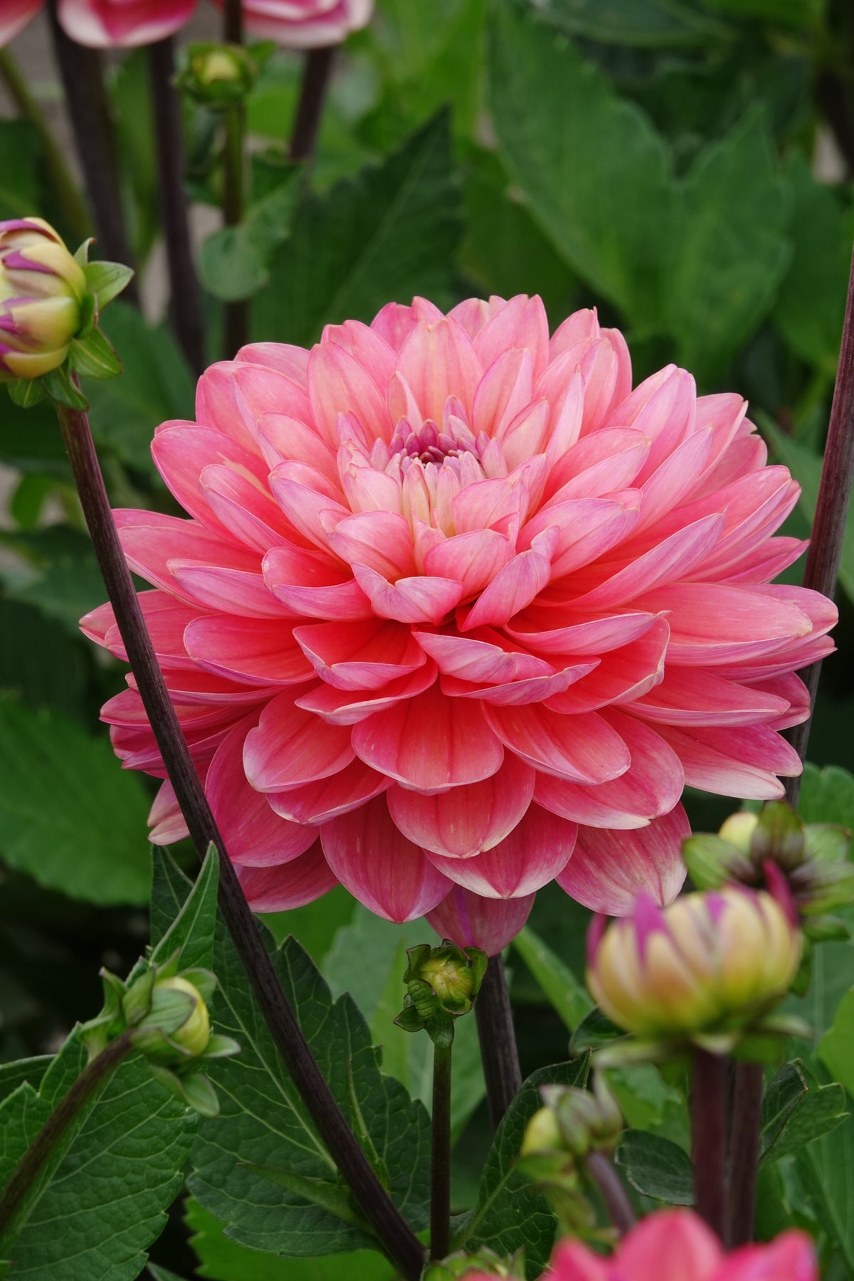 Dahlia Melody Allegro