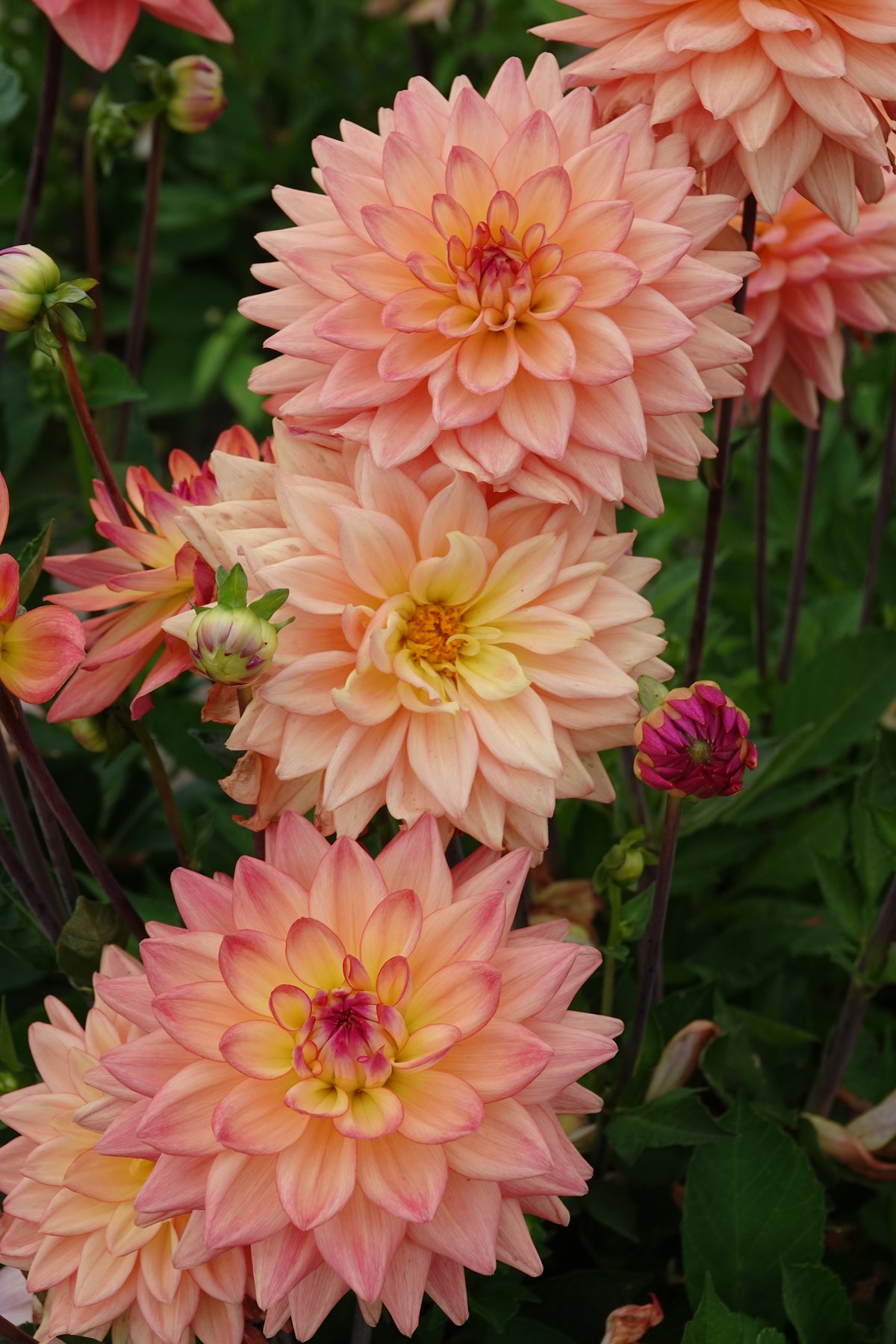 Dahlia Melody Dora