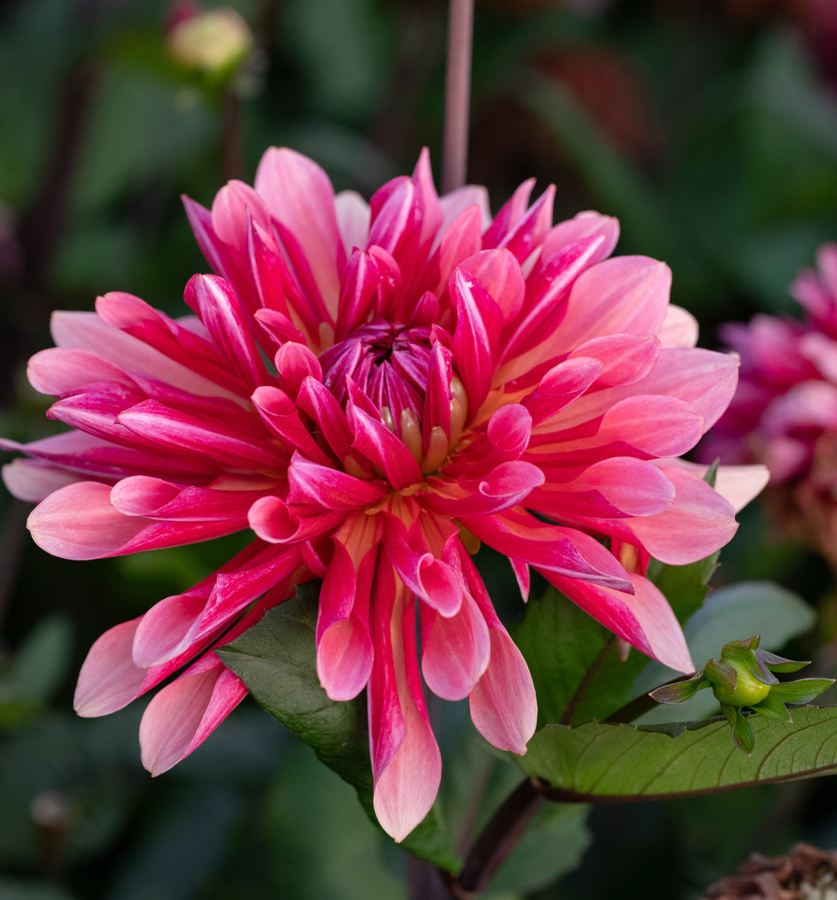 Dahlia Missis Dutch